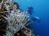 ИНДОНЕЗИЯ. Diving нa apxипeлaгe Deravan. Гигaнтcкиe чepeпaxи_21